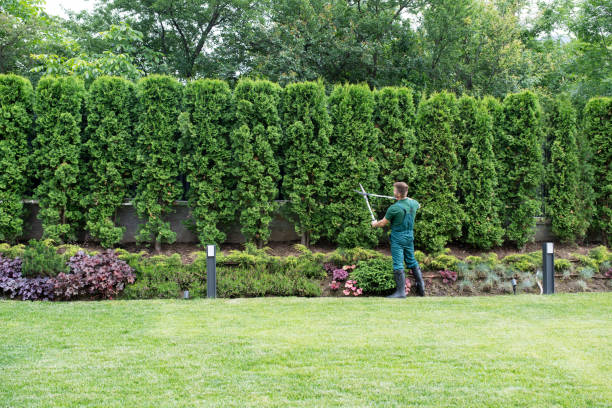 Best Organic Lawn Care Solutions  in Rochester, IL