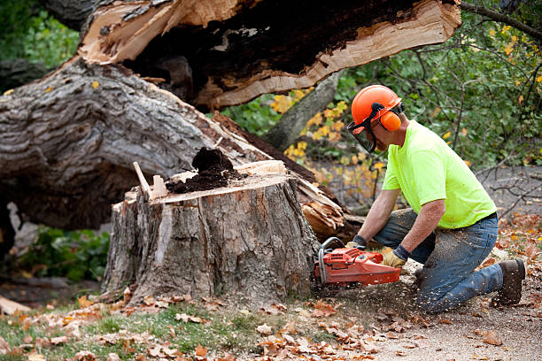 Best Storm Damage Tree Cleanup  in Rochester, IL