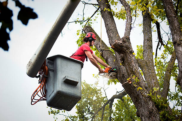 Best Utility Line Clearance  in Rochester, IL